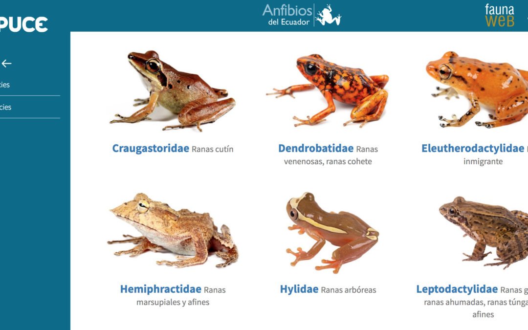 BIOWEB Ecuador: enciclopedia virtual de la diversidad biológica del país