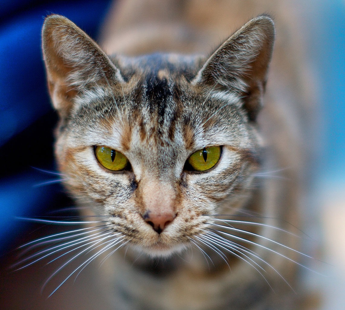 Breve crónica de comportamiento felino - Periódico Opción, image size:1142x1024