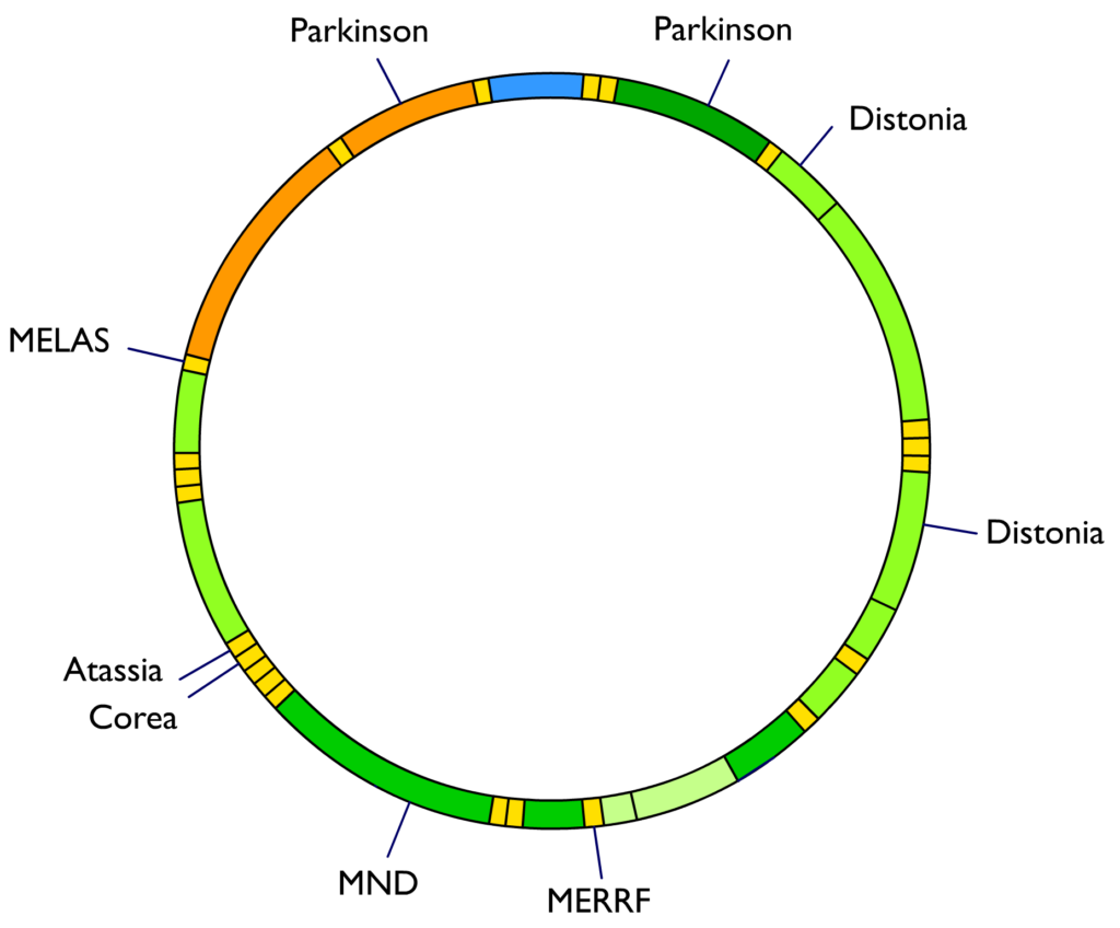 Mitochondrial_DNA_and_diseases - Periódico Opción - Periódico Opción